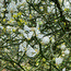CITRUS trifoliata  