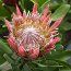 PROTEA Protea cynaroides 'Little Prince'