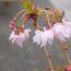 PRUNUS incisa 'Oshidori' 