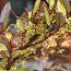 PSEUDOWINTERA colorata 'Marjorie Congreve' 