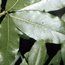 QUERCUS imbricaria  