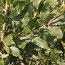 QUERCUS trojana  