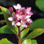RHAPHIOLEPIS delacourii 'Coates Crimson' 