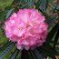RHODODENDRON arboreum 'Tony Schilling' 