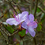 RHODODENDRON augustinii  