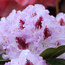 RHODODENDRON 'Blue Peter'  
