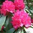 RHODODENDRON 'Cornish Red'  