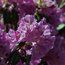 RHODODENDRON desquematum  
