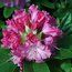 RHODODENDRON 'Germania'  