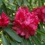RHODODENDRON 'Glory of Penjerrick'  