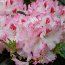 RHODODENDRON 'Hachmann's Charmant'  