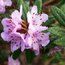 RHODODENDRON hippophaeoides  