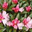 RHODODENDRON 'Koichiro Wada'  