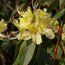 RHODODENDRON lutescens  
