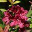 RHODODENDRON 'Moser's Maroon'  