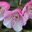 RHODODENDRON 'Pink Pebble'  