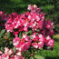 RHODODENDRON 'Wine and Roses'  