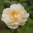 ROSA 'Alberic Barbier'  