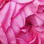 ROSA 'Anuschka'  
