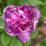 ROSA 'Belle de Crécy'  