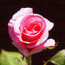 ROSA 'Congratulations'  