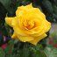 ROSA 'Golden Wedding'  