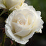 ROSA 'Margaret Merril'  