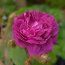 ROSA 'Souvenir du Docteur Jamain'  