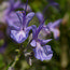 ROSMARINUS officinalis 'Tuscan Blue' 