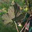 RUBUS alceifolius  