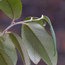 RUBUS calophyllus  