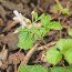 RUBUS nepalensis  