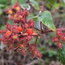 RUBUS phoenicolasius  