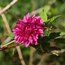 RUBUS spectabilis 'Olympic Double' 