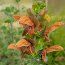 SALVIA africana-lutea  