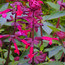 SALVIA 'Love and Wishes'  