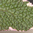 SALVIA officinalis 'Tricolor' 