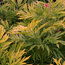 SAMBUCUS nigra 'Golden Tower' 