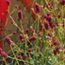 SANGUISORBA 'Tanna'  