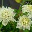 SCABIOSA 'Moon Dance'  