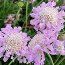 SCABIOSA 'Pink Mist'  