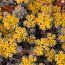 SEDUM spathulifolium 'Cape Blanco'  