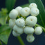 SKIMMIA japonica 'Kew White' 