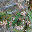 SORBUS pseudovilmorinii  
