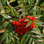 SORBUS scalaris  