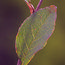 STEWARTIA monodelpha  
