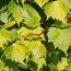 TILIA mongolica 'Harvest Gold' 
