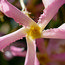 TRACHELOSPERMUM asiaticum 'Pink Showers' 