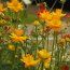 TROLLIUS chinensis 'Golden Queen' 