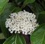 VIBURNUM odoratissimum  